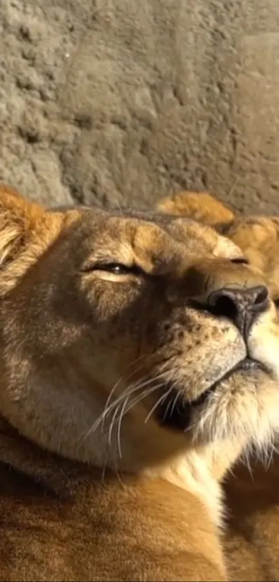 Lioness basking in sunlight with serene expression.