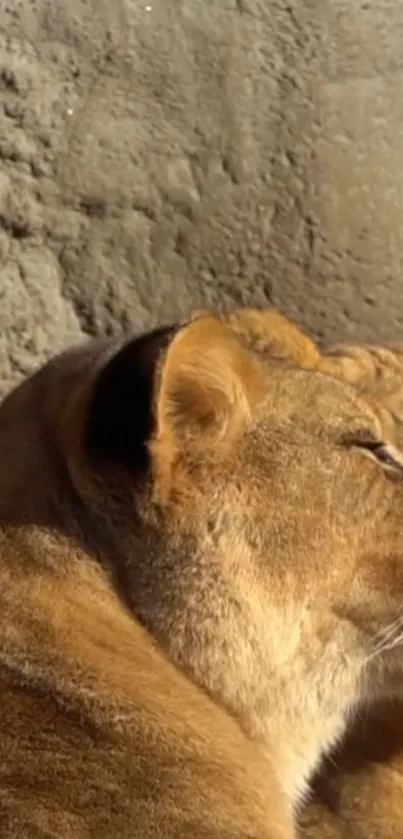 Lioness basks in sunlight against a textured background.