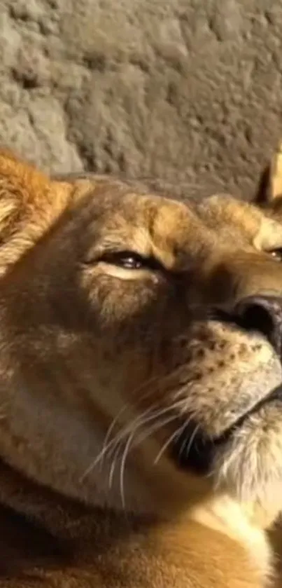 Majestic lioness lying in the sun on a rocky surface background.