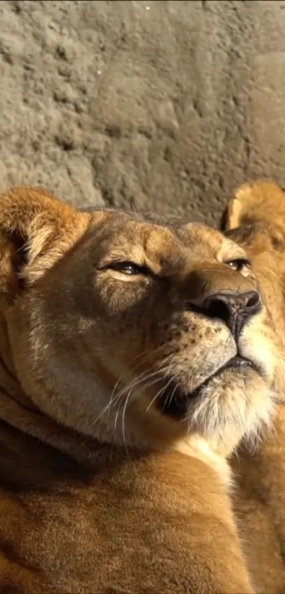 Serene lioness resting peacefully in natural light, showcasing its majestic presence.