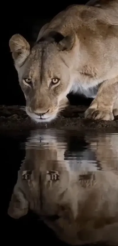 Lioness drinking with reflection at night.