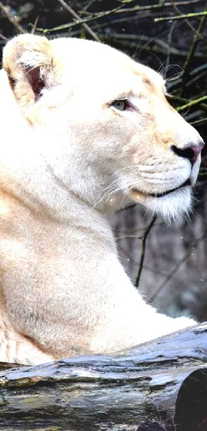 Majestic lioness resting on a log in a wooded setting.