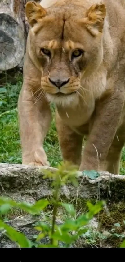 Lioness walking through lush green forest scene, perfect for mobile wallpaper.