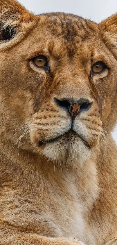 Majestic lioness portrait on a phone wallpaper.