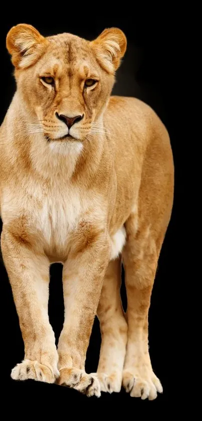 Majestic lioness standing on a black background.