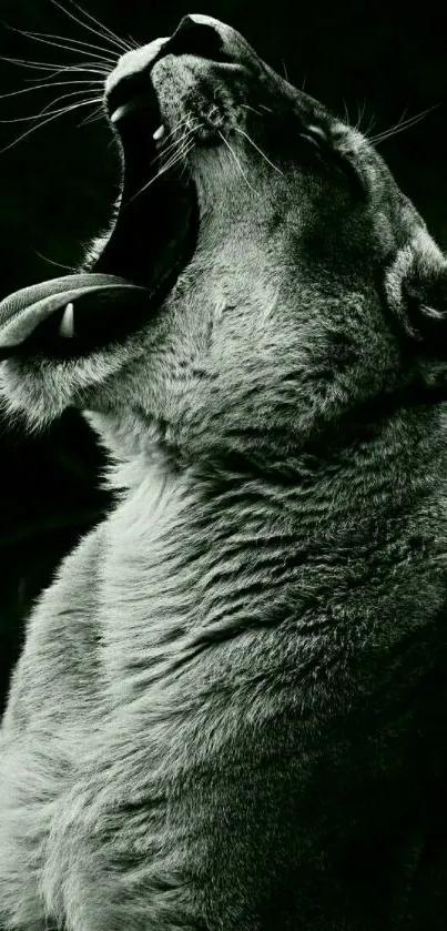 Black and white mobile wallpaper of a yawning lioness.