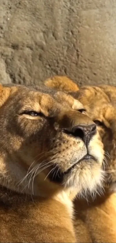 Two majestic lions resting in the sunlight, creating a serene and powerful atmosphere.