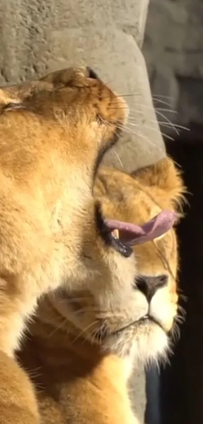 Two majestic lions basking in sunlight.