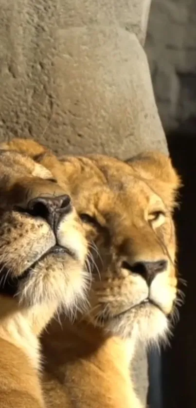 Two majestic lions basking in sunlight against a rocky backdrop.