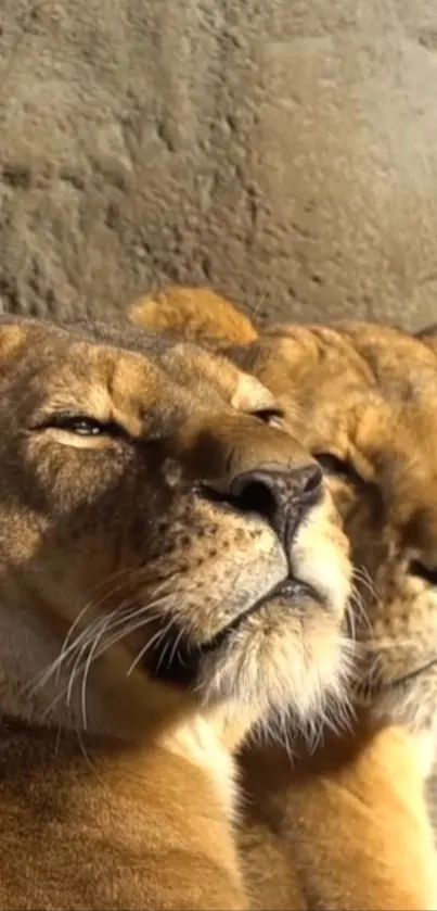 Two sunlit lions basking together against a rugged backdrop.