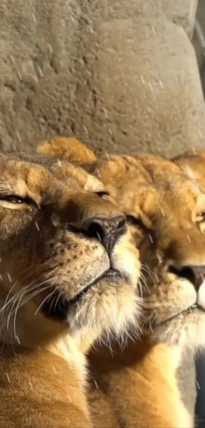 Two majestic lions basking in golden sunlight.