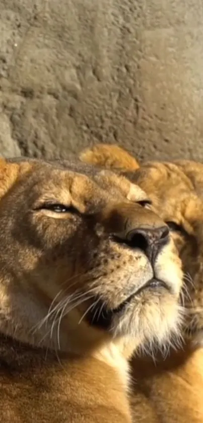 Two majestic lions bask in sunny warmth, exuding natural grace.