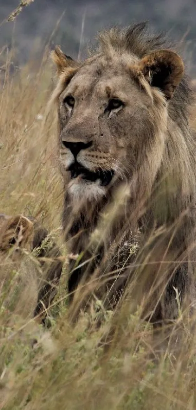 Lions resting in golden savanna grass.