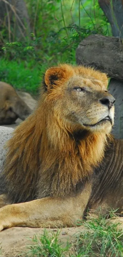 Two majestic lions resting in their natural habitat in the wild.