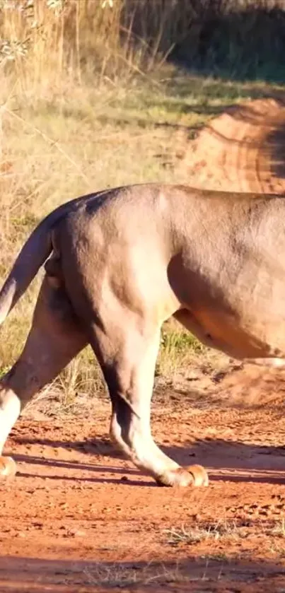 Two majestic lions strolling on a dirt path in the wild.