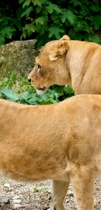 Two majestic lions in a natural habitat, golden brown fur.