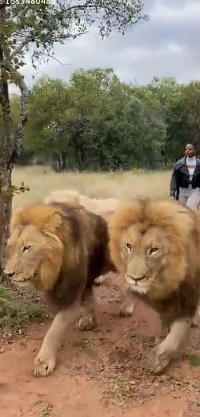 Two majestic lions walking on a forest path, followed by a person.