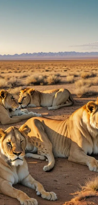 Lions resting in a sunlit savannah, perfect mobile wallpaper.