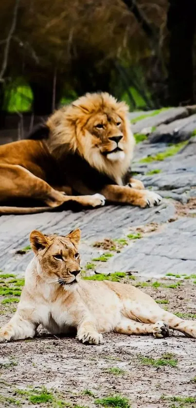 Majestic lions resting in natural habitat wallpaper.