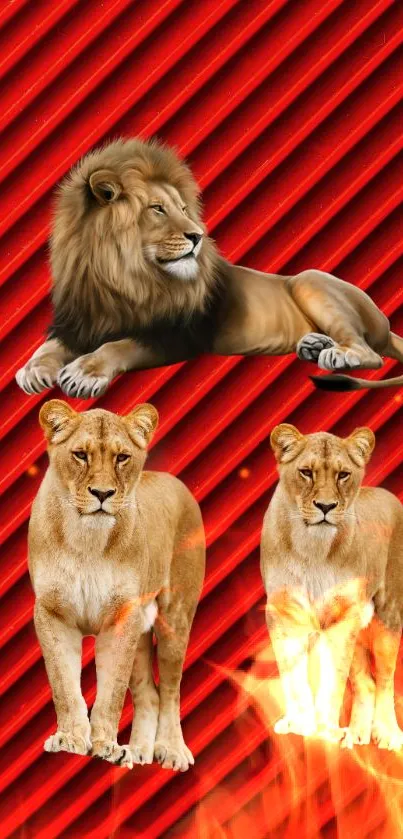 Mobile wallpaper with lions on a fiery red background.