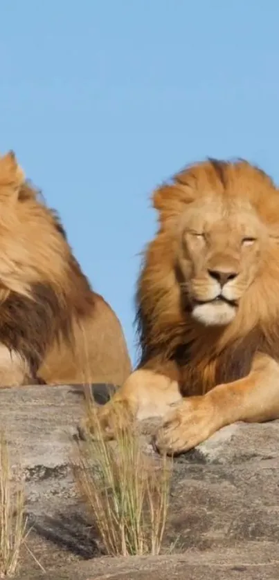 Two majestic lions resting on a rocky surface under a clear blue sky.