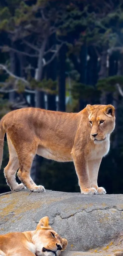 Lioness standing on a rocky terrain in a forest