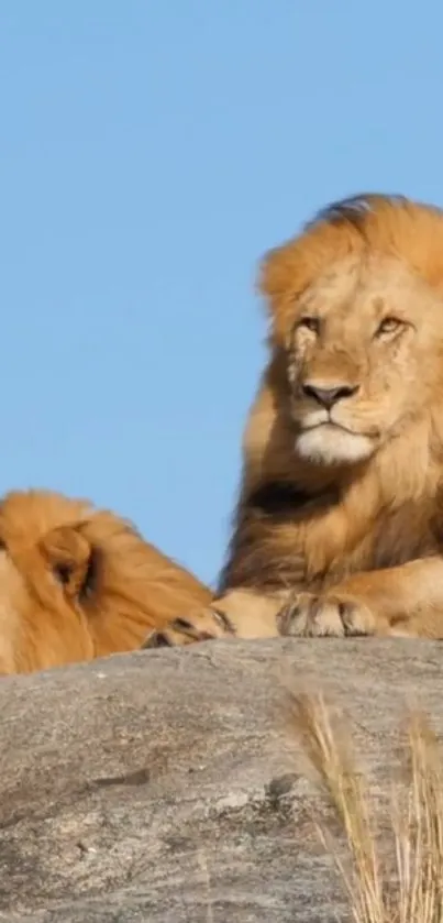 Two majestic lions resting on a large rock under a clear blue sky.