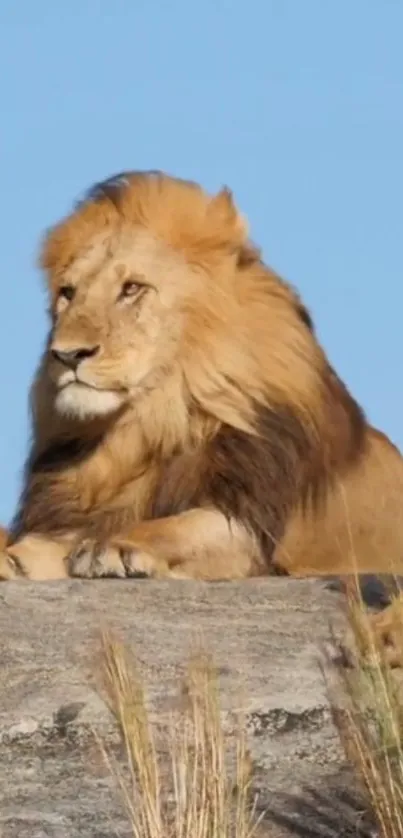 Majestic lion resting on a rocky terrain under a clear blue sky.