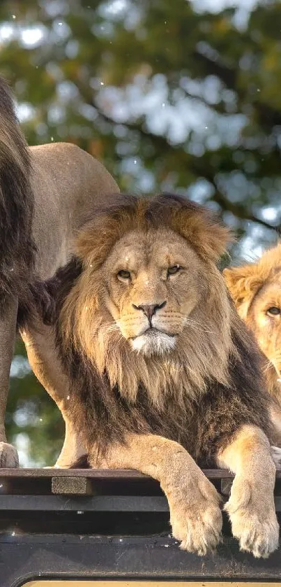 Three majestic lions resting on a safari vehicle roof.