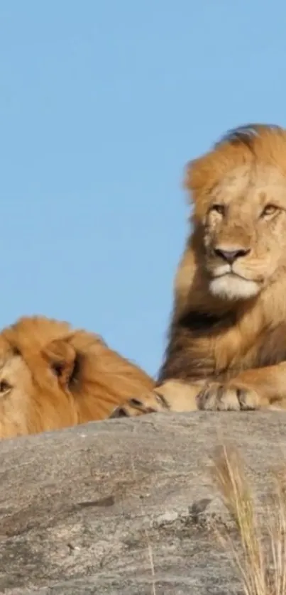 Two majestic lions resting on an African safari rock.