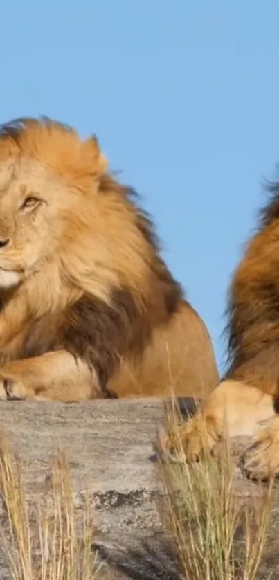 Two majestic lions resting on African rocks under a clear blue sky.