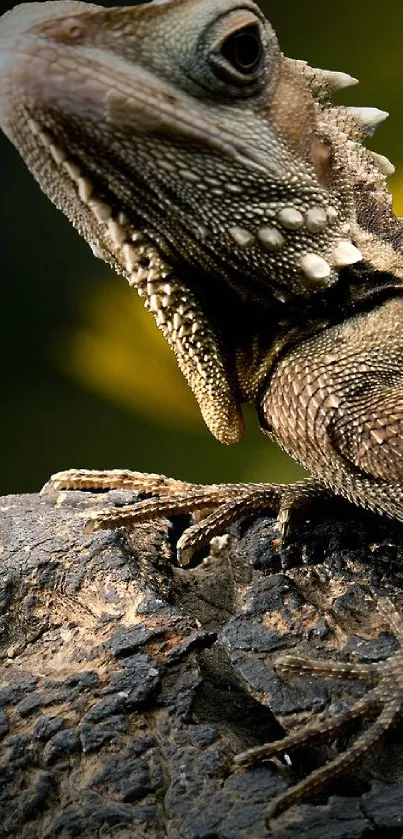 Lizard on a rocky surface with detailed skin texture.