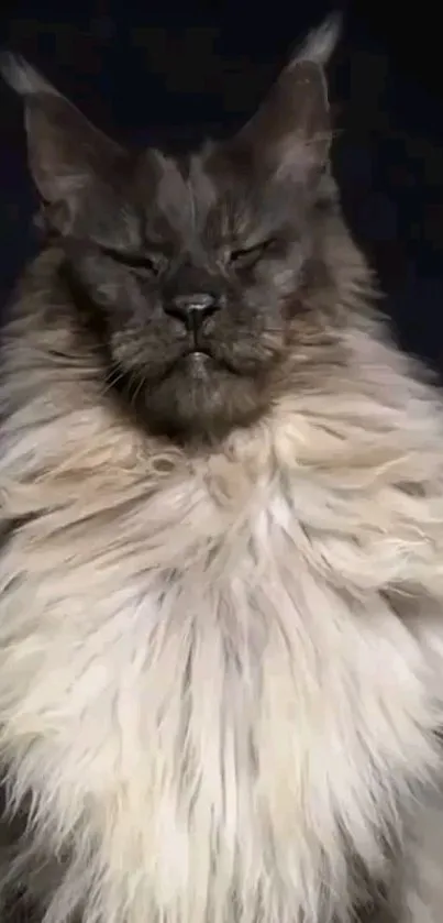 Majestic long-haired cat with grey and white fur on dark background.