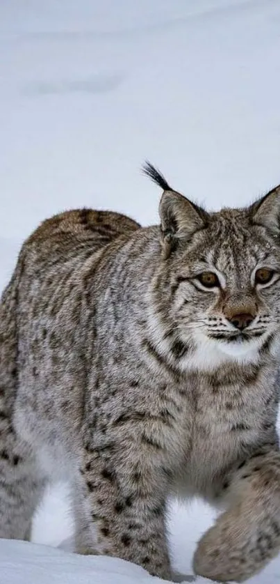 A majestic lynx walking through pristine snow.