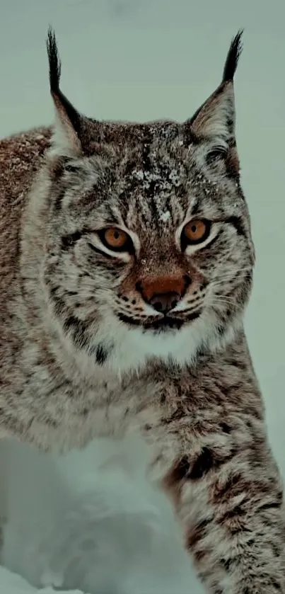 Majestic lynx walking through the snow with striking eyes.