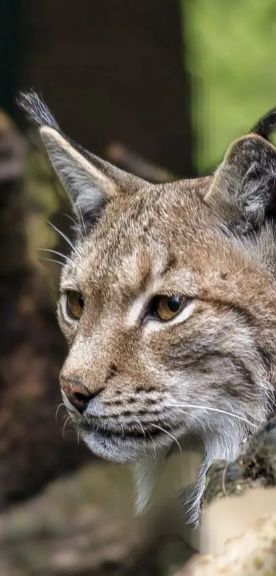 Majestic lynx in a forest setting, perfect mobile wallpaper.