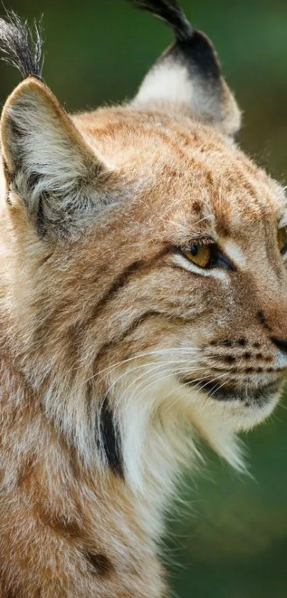 Close-up of a majestic lynx in nature, perfect for mobile wallpaper.