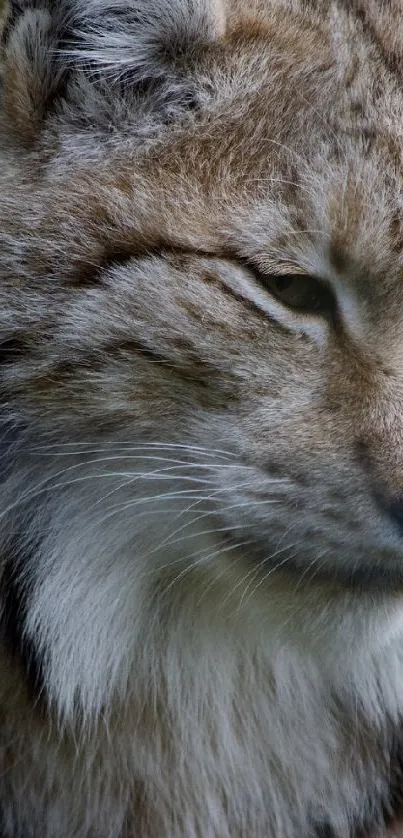 Majestic lynx in forest setting mobile wallpaper.