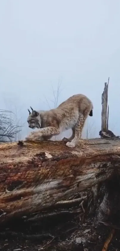 Lynx standing on a fallen tree in a foggy forest setting.