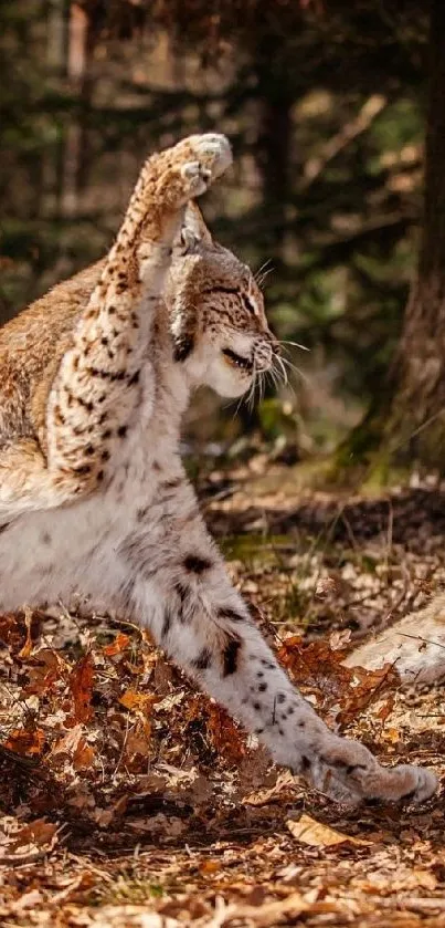 Two playful lynxes in a serene forest setting.