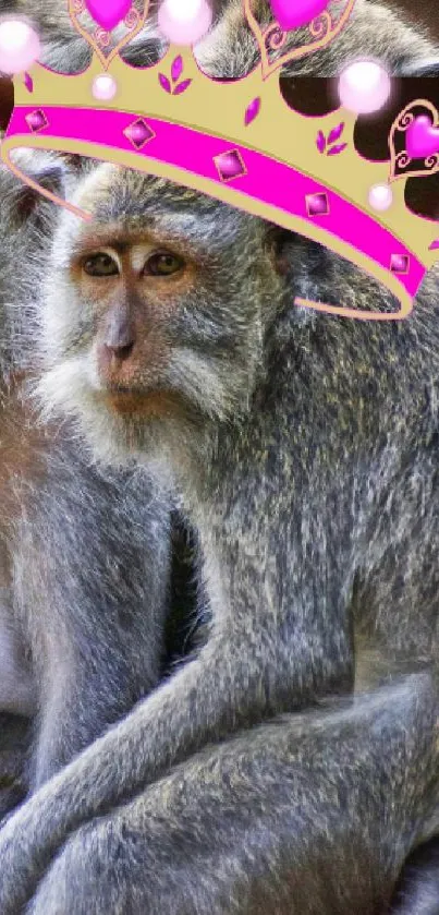 Monkeys with a playful crown on a stone structure.