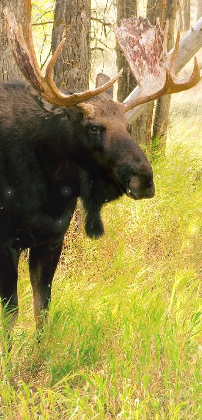 Majestic moose standing in lush forest grass.