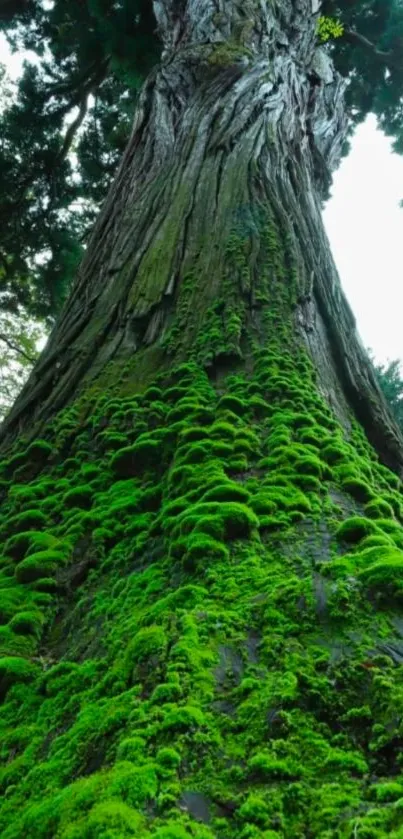 Majestic moss-covered tree with lush greenery.