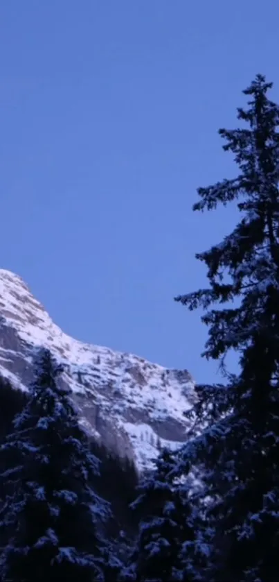 Snowy mountains and pine trees under a blue evening sky.