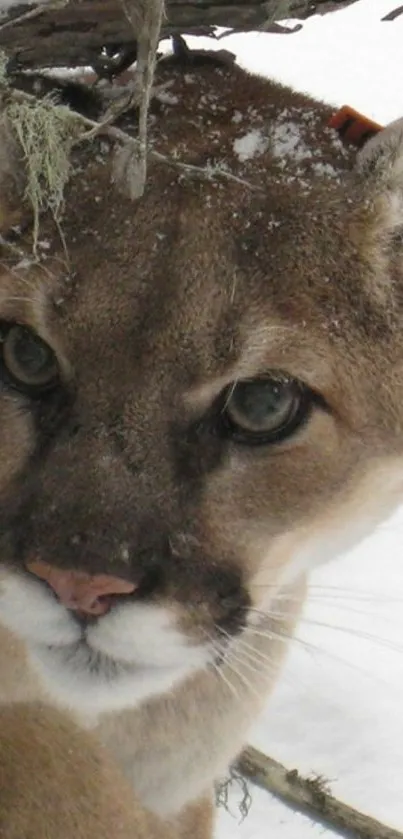 Close-up of a mountain lion in snow, showcasing its captivating eyes and fur.