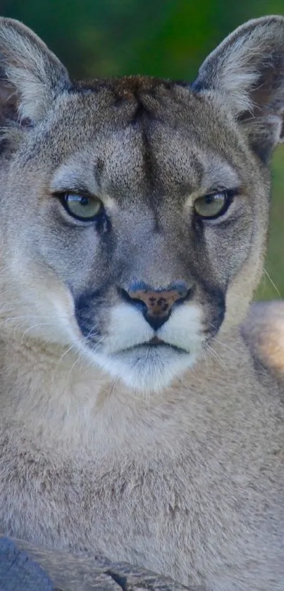 Majestic mountain lion laying gracefully within lush natural surroundings.