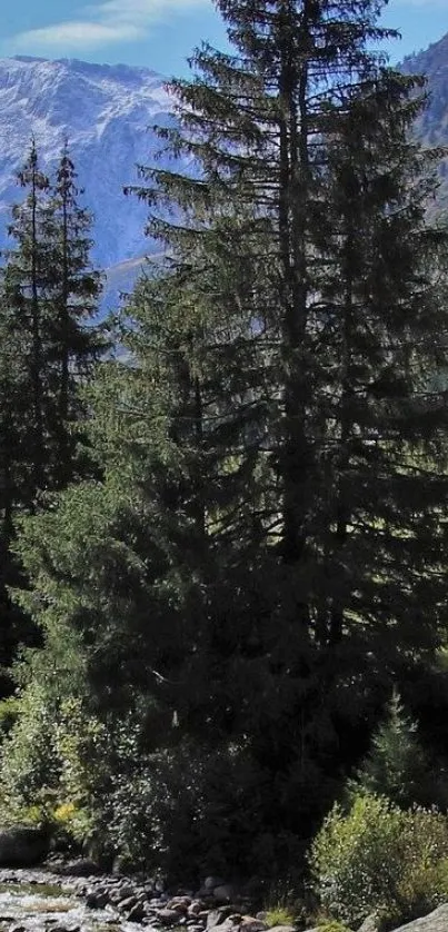 Tall pine trees against a mountain backdrop with a flowing creek.