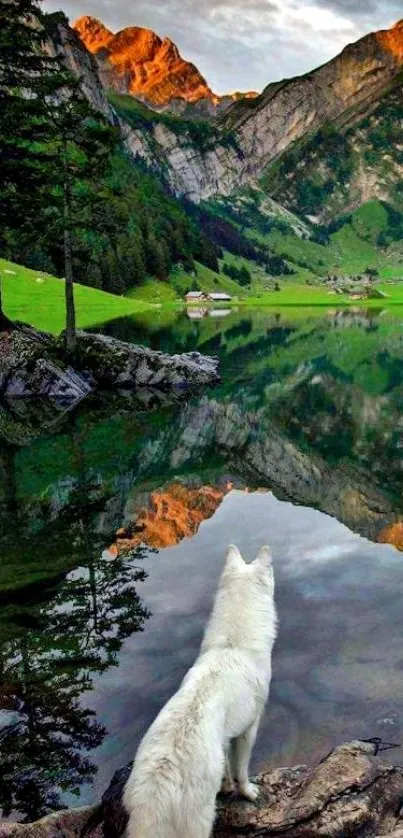 White wolf overlooking a mountain lake reflection.