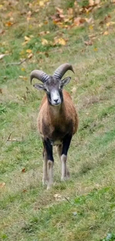 Majestic mountain sheep standing in a lush green meadow.