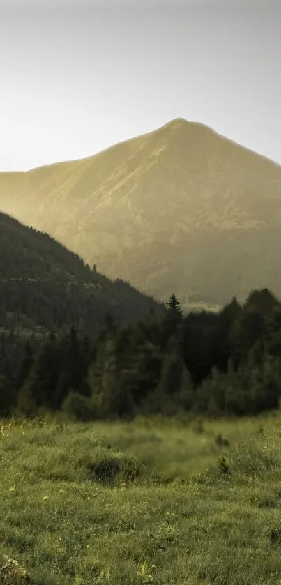 Peaceful mountain scene with sunset and forest.